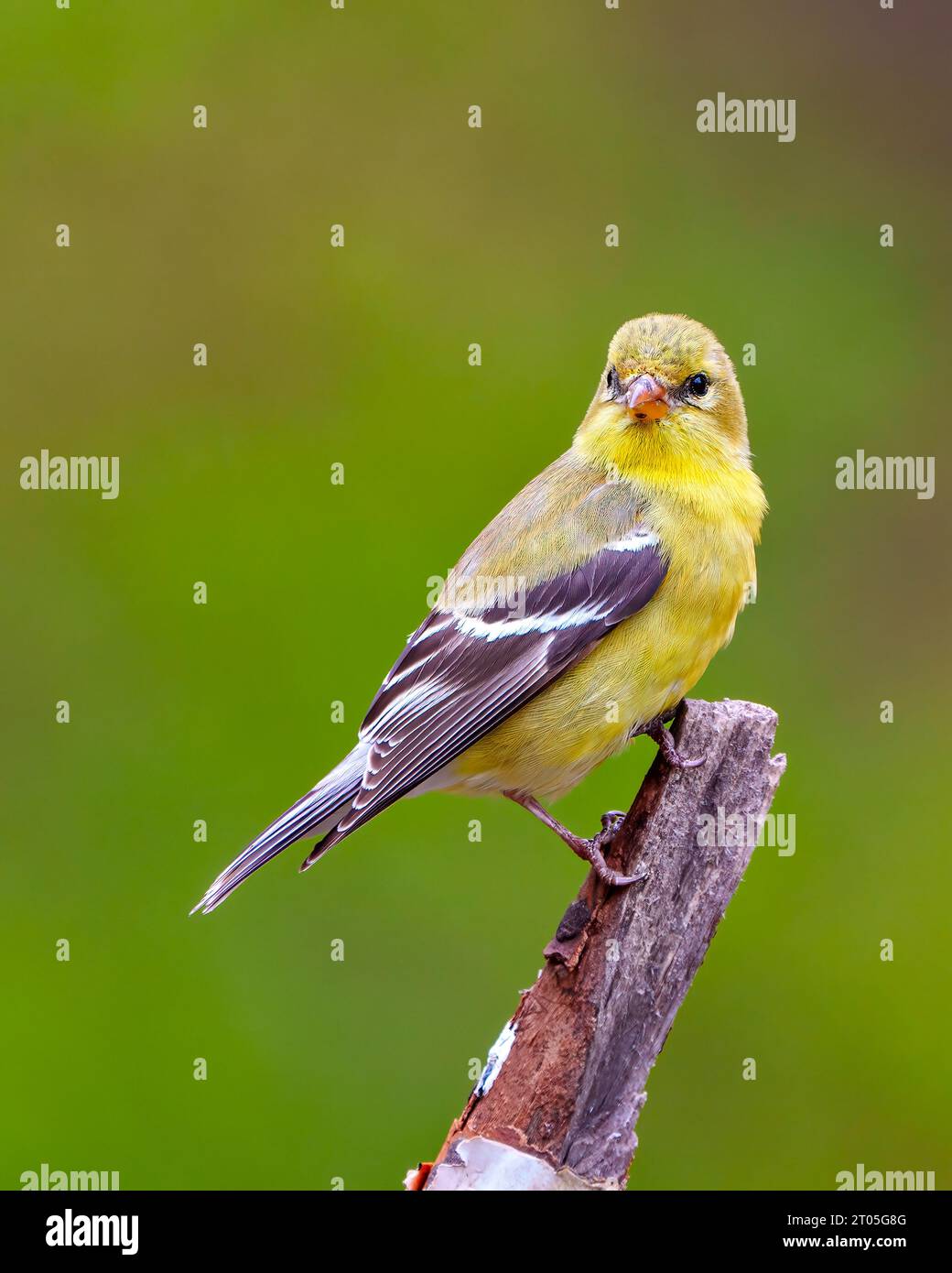 Vista ravvicinata femminile Goldfinch appollaiata su un ramo con uno sfondo verde nel suo ambiente e habitat. American Goldfinch. Foto Stock