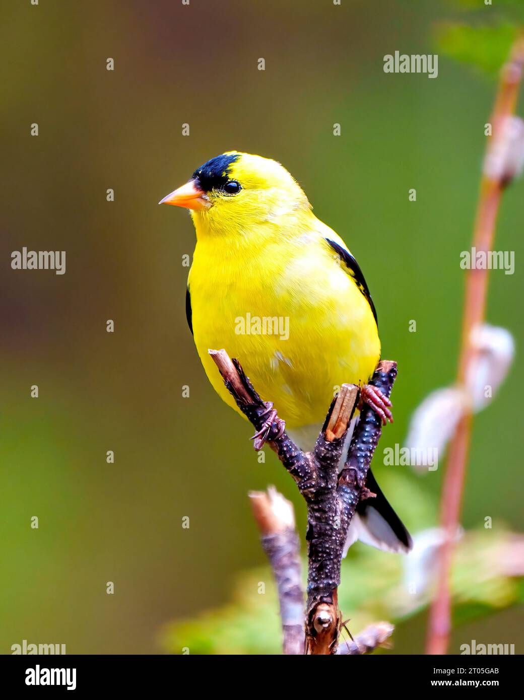 Vista frontale da vicino maschile Goldfinch appollaiata su un ramoscello con uno sfondo colorato nel suo ambiente e habitat. American Goldfinch, becco aperto. Foto Stock