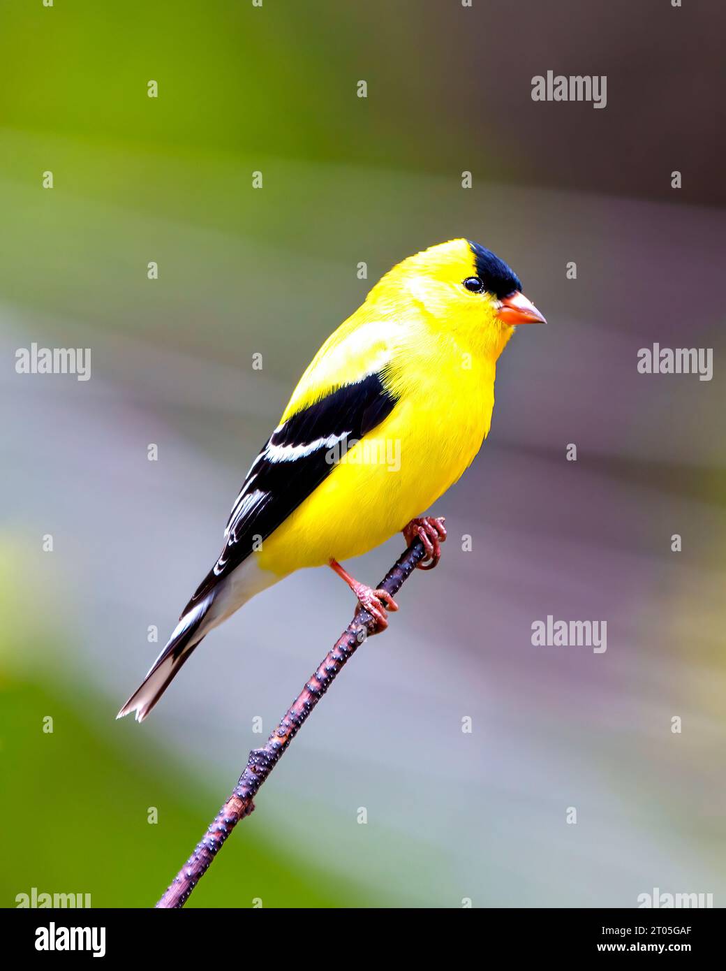 Vista da vicino maschile Goldfinch arroccata su un ramoscello con uno sfondo colorato nel suo ambiente e nell'ambiente circostante. American Goldfinch. Foto Stock
