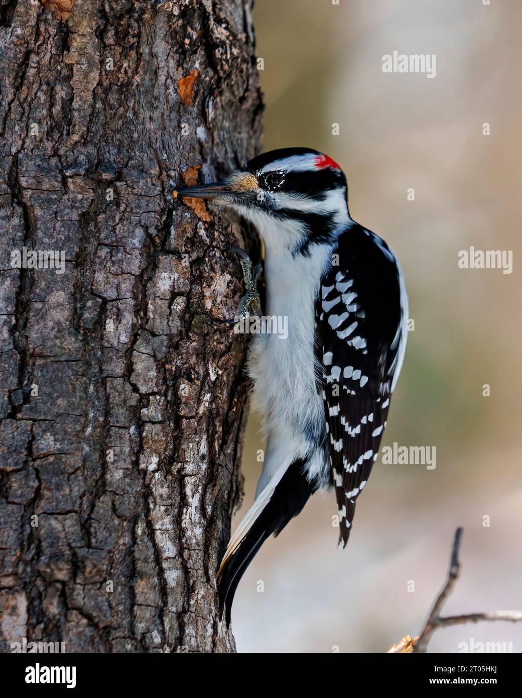 Picchio maschio che si afferra su un tronco di albero e buchi di tamburo alla ricerca di insetti nel suo ambiente e habitat con piume bianche e nere. Foto Stock