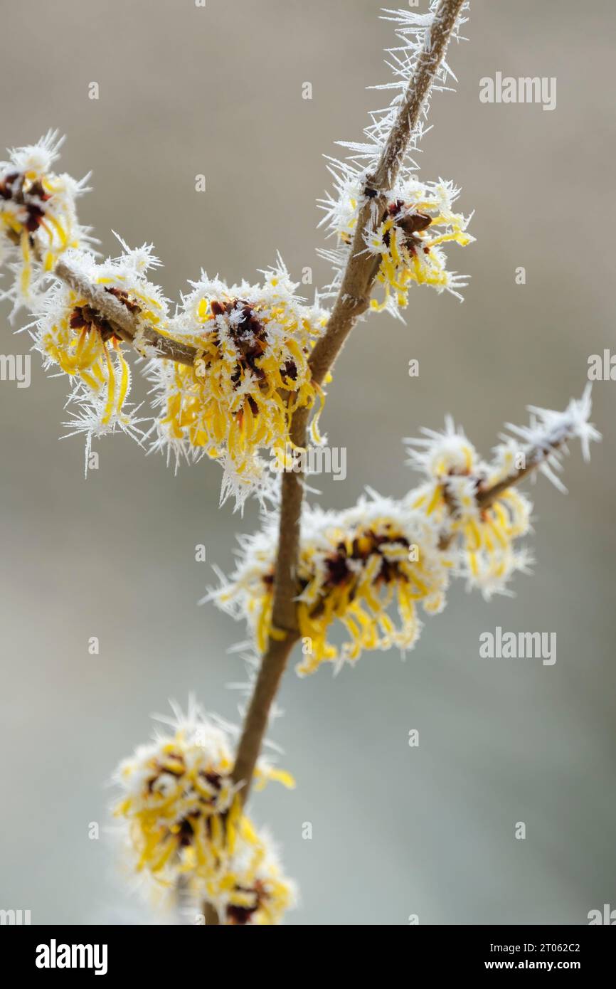 Hamamelis intermedia Barmstedt Gold, Strega Hazel Barmstedt Gold, fiori gialli ricoperti di gelo a metà inverno Foto Stock