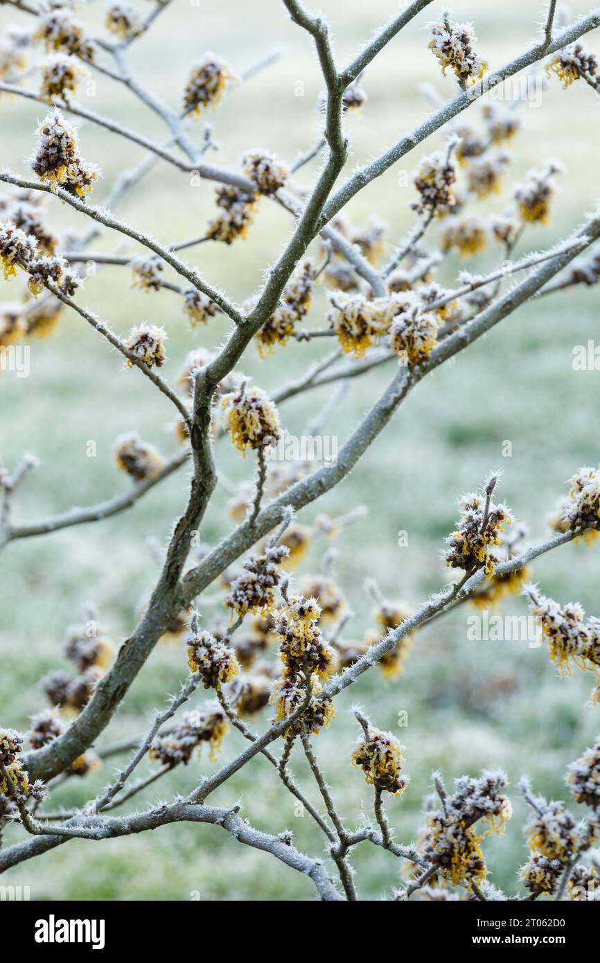 Hamamelis intermedia Barmstedt Gold, Strega Hazel Barmstedt Gold, fiori gialli ricoperti di gelo a metà inverno Foto Stock