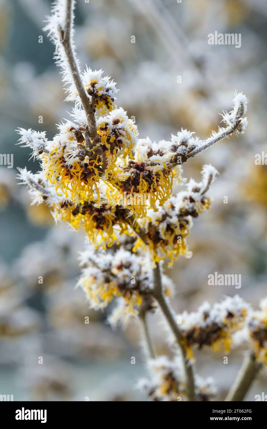 Hamamelis intermedia Barmstedt Gold, Strega Hazel Barmstedt Gold, fiori gialli ricoperti di gelo a metà inverno Foto Stock