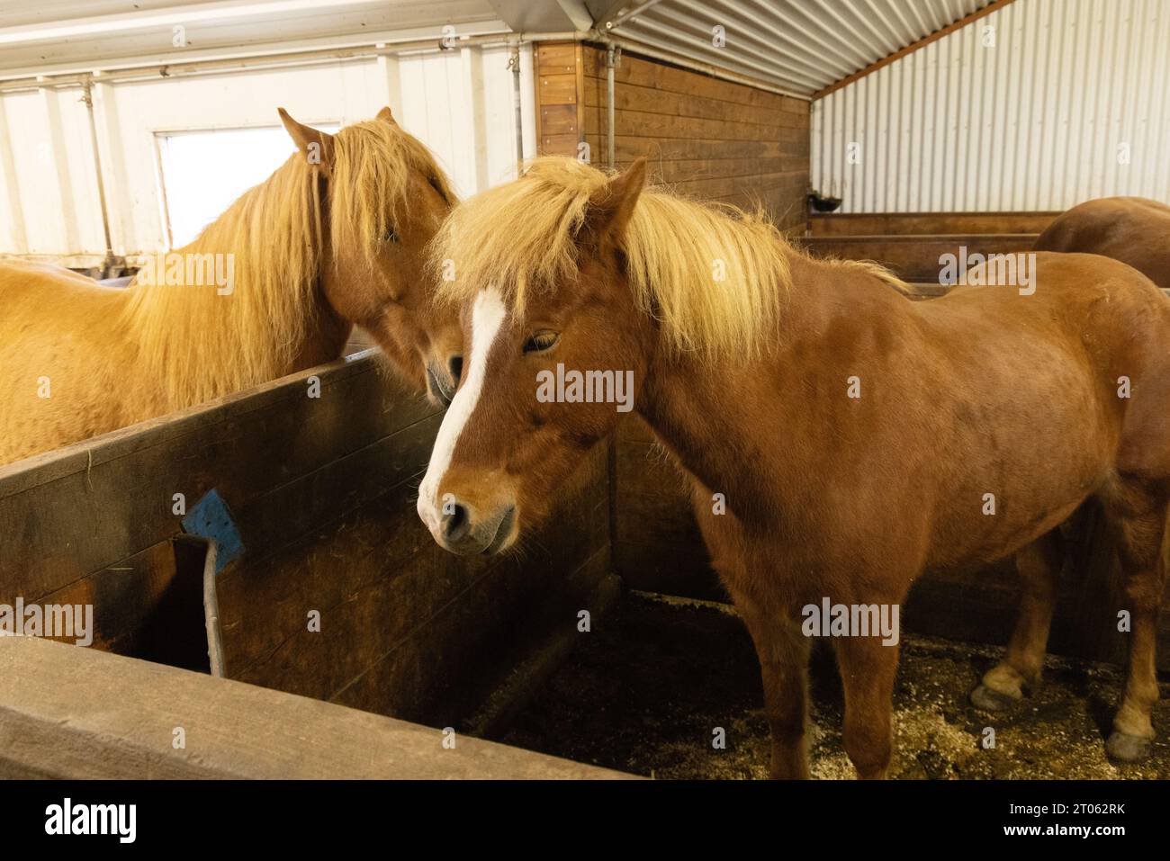Cavallo islandese: Cavalli islandesi in stalle in una fattoria vicino a Vic; Islanda Europa. Agricoltura e agricoltura in Islanda. Foto Stock