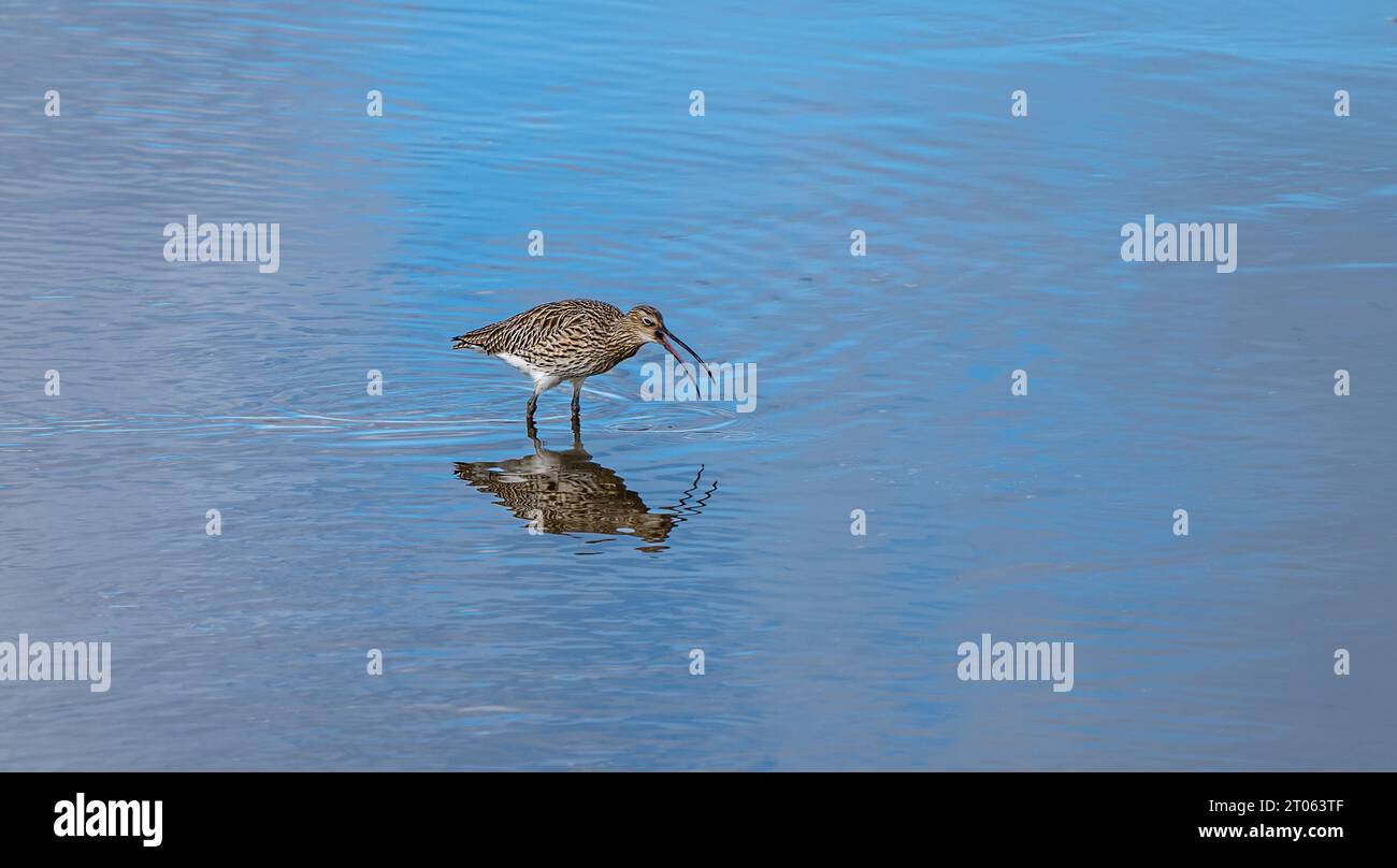 Curlew wading in acqua, Aberlady Bay Nature Reserve, East Lothian, Scozia, Regno Unito Foto Stock