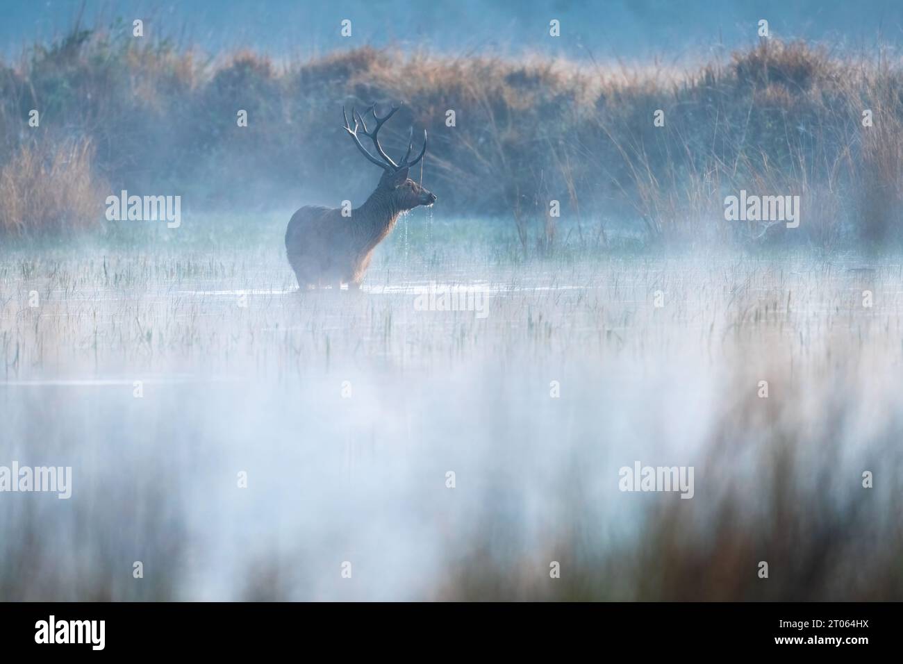 Un cervo paludoso che dà da mangiare a un corpo acquatico nel Parco Nazionale di Kanha durante una nebbiosa mattinata invernale Foto Stock