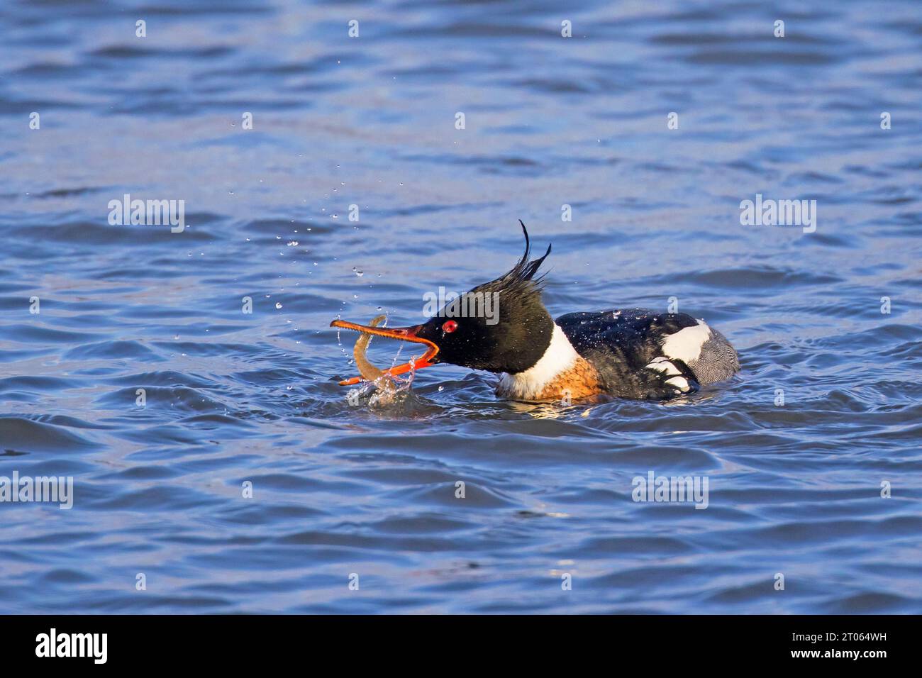 Merganser dal petto rosso (Mergus serrator) maschio che nuota in mare e cattura la roccia gunnel / pesci farfalla (Pholis gunnellus) preda in inverno Foto Stock