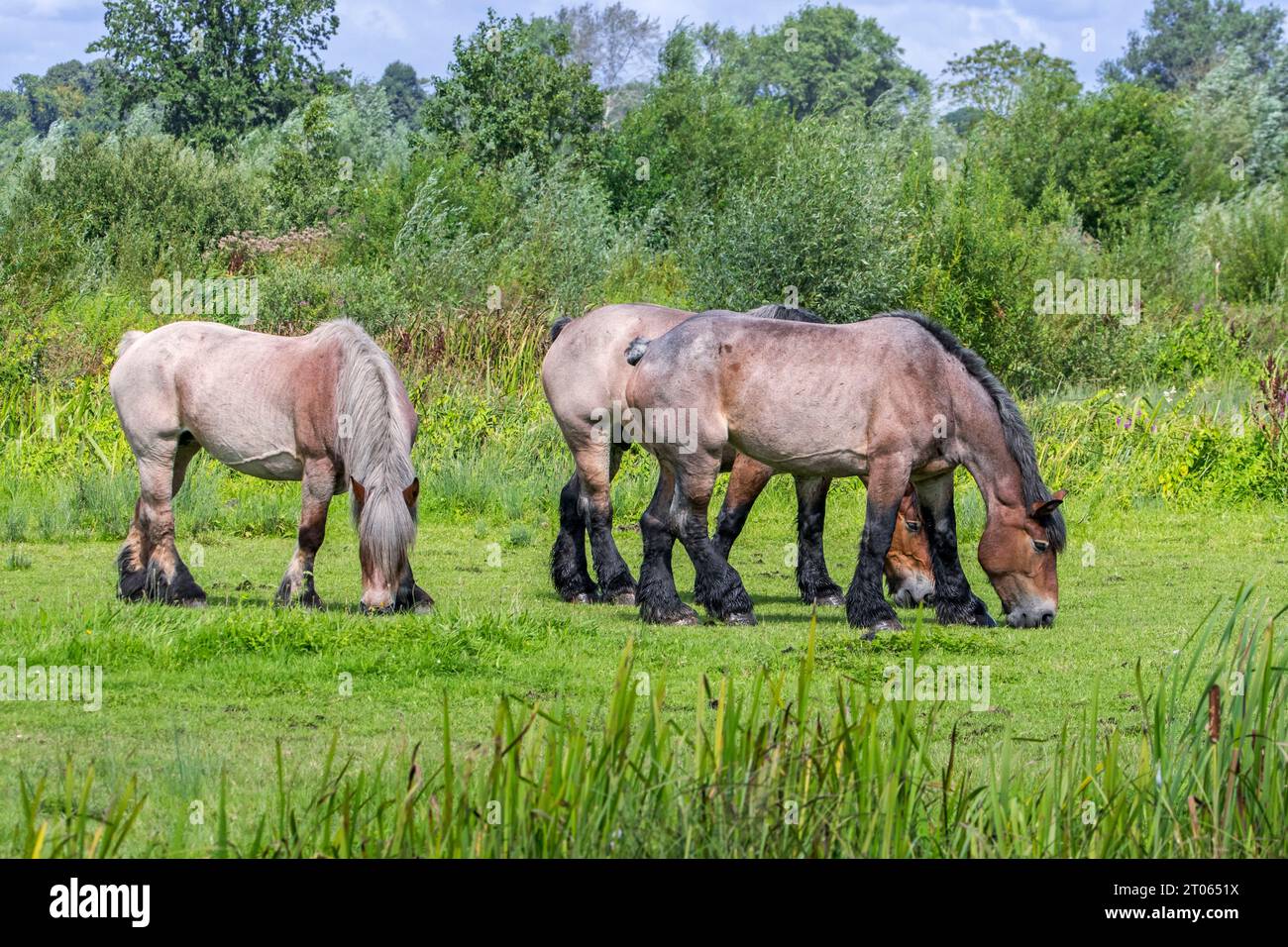Cavalli belgi / Belgisch Trekpaard / belge belge pascolo nella riserva naturale Bourgoyen-Ossemeersen vicino a Gand in estate, Fiandre orientali, Belgio Foto Stock