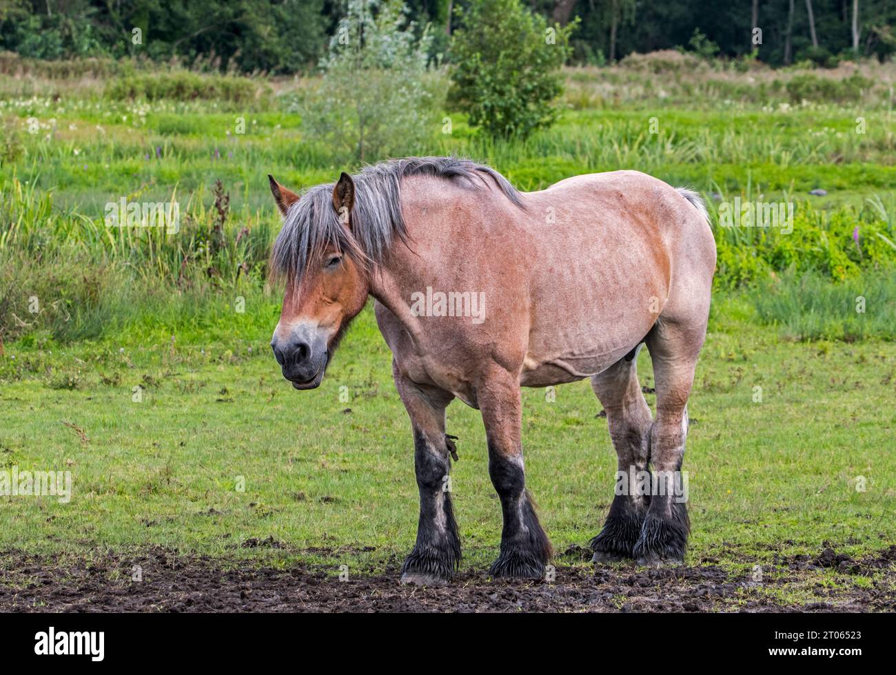Cavallo pescato belga / Belgisch Trekpaard / belge tratto nella riserva naturale Bourgoyen-Ossemeersen vicino a Gand in estate, Fiandre Orientali, Belgio Foto Stock
