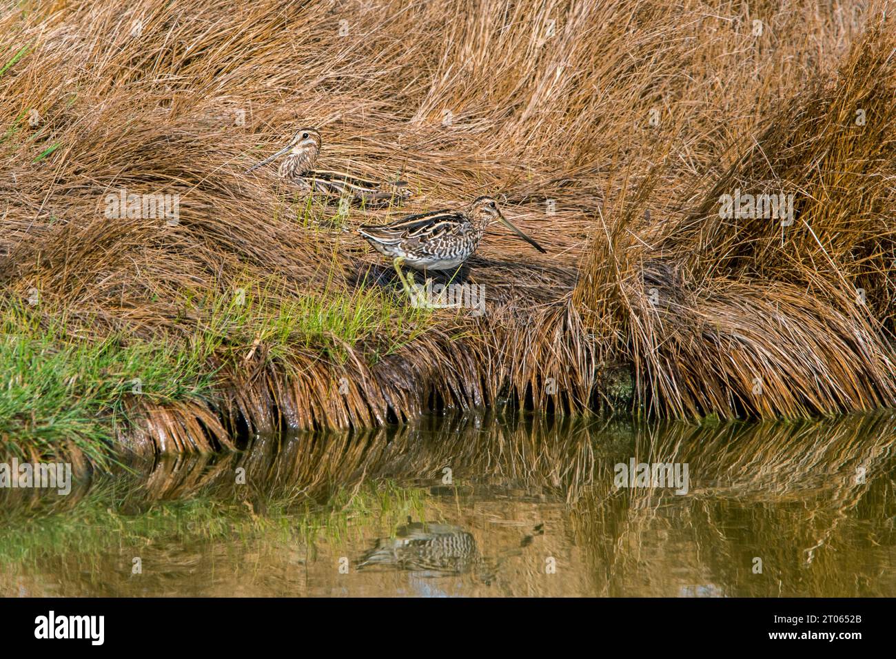 Due cecchini comuni (Gallinago gallinago) che riposano sulla riva del lago / sulla riva dello stagno mostrando colori mimetici nei prati di fine estate Foto Stock