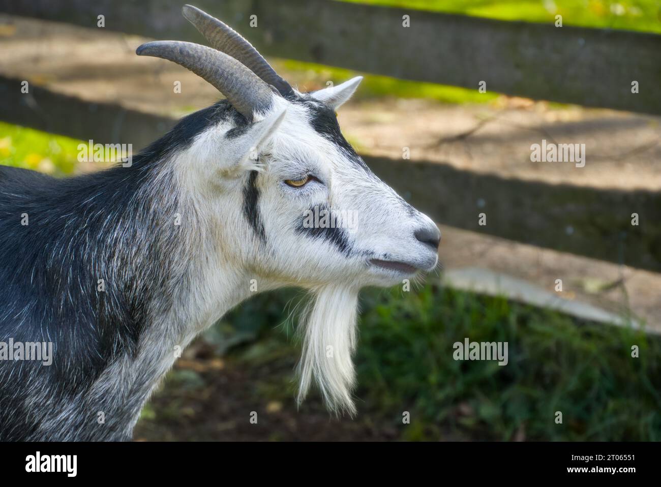 Un primo piano di una capra bianca e nera. Foto Stock
