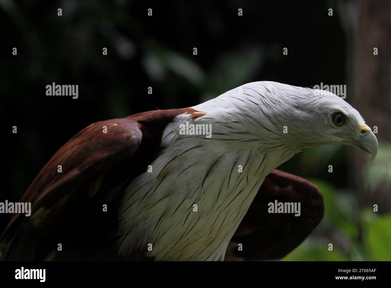 4 ottobre 2023, Yogyakarta, regione speciale di Yogyakarta, Indonesia: Un'aquila Bondol (Haliastur indus) è stata vista allo zoo di Gembira Loka, durante la giornata mondiale degli animali. La giornata mondiale degli animali è iniziata nel 1925 e fu iniziata da Heinrich Zimmermann, uno scrittore ed editore della rivista Man and Dog, con l'obiettivo di fornire agli ecologisti l'opportunità di discutere problemi relativi alle specie in via di estinzione. (Immagine di credito: © Angga Budhiyanto/ZUMA Press Wire) SOLO USO EDITORIALE! Non per USO commerciale! Foto Stock