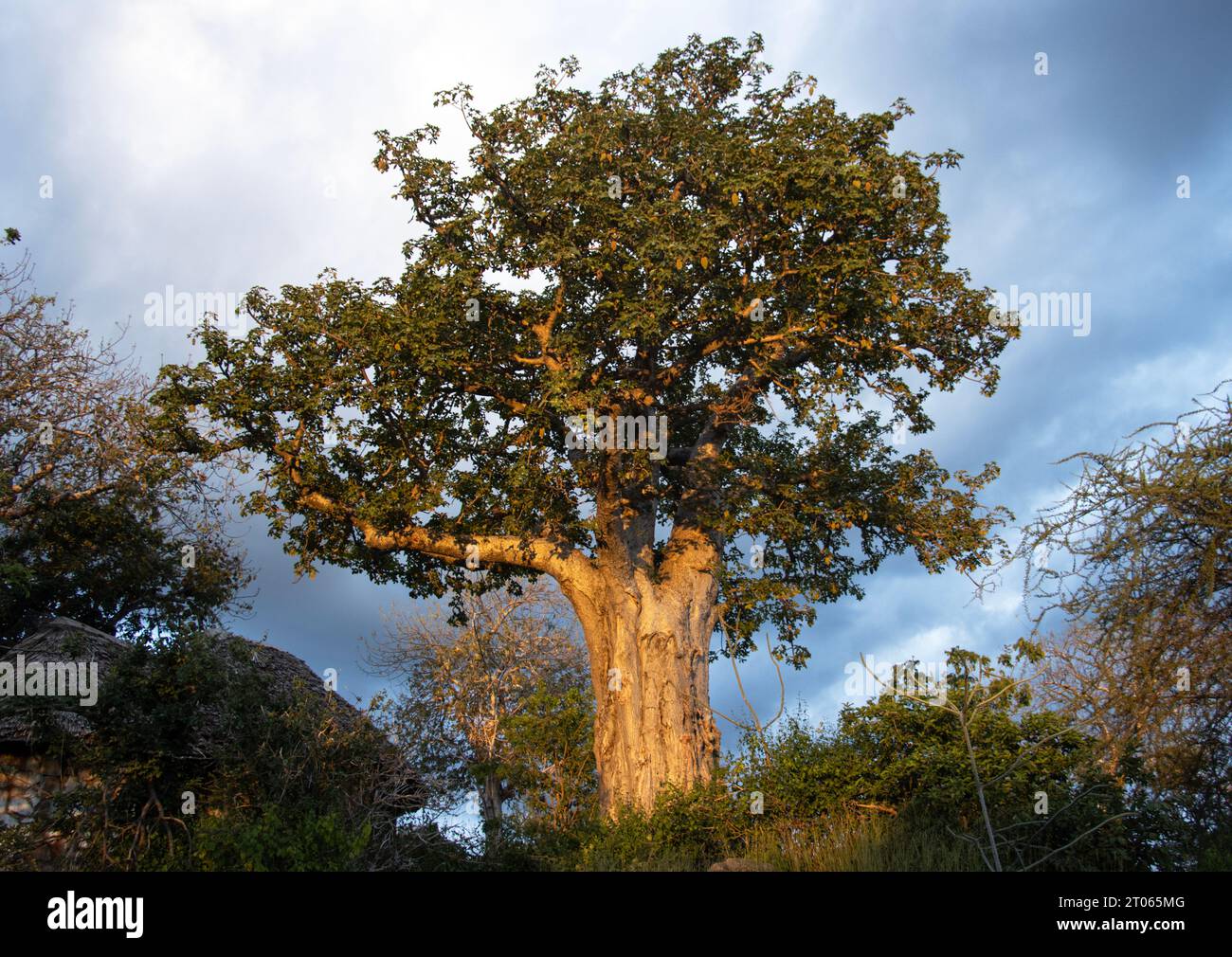 La luce del tardo pomeriggio rende la corteccia liscia di un antico Baobab lucente come un metallo. Questi alberi crescono in luoghi asciutti a bassa quota. Sono leggendari e a. Foto Stock