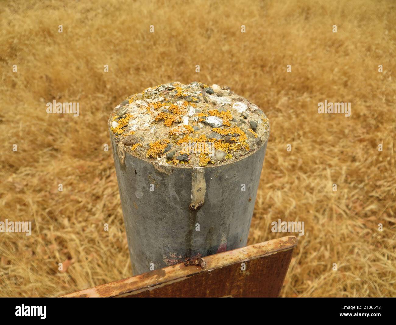 Primo piano di Lichen vicino al Miner's Ravine Trail in California Foto Stock