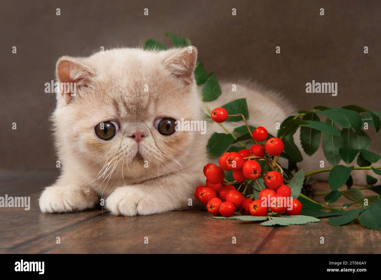 lo splendido gattino shorthair esotico si trova sullo sfondo marrone dello studio. il gattino sta giocando con le bacche di rowan. Color crema Foto Stock