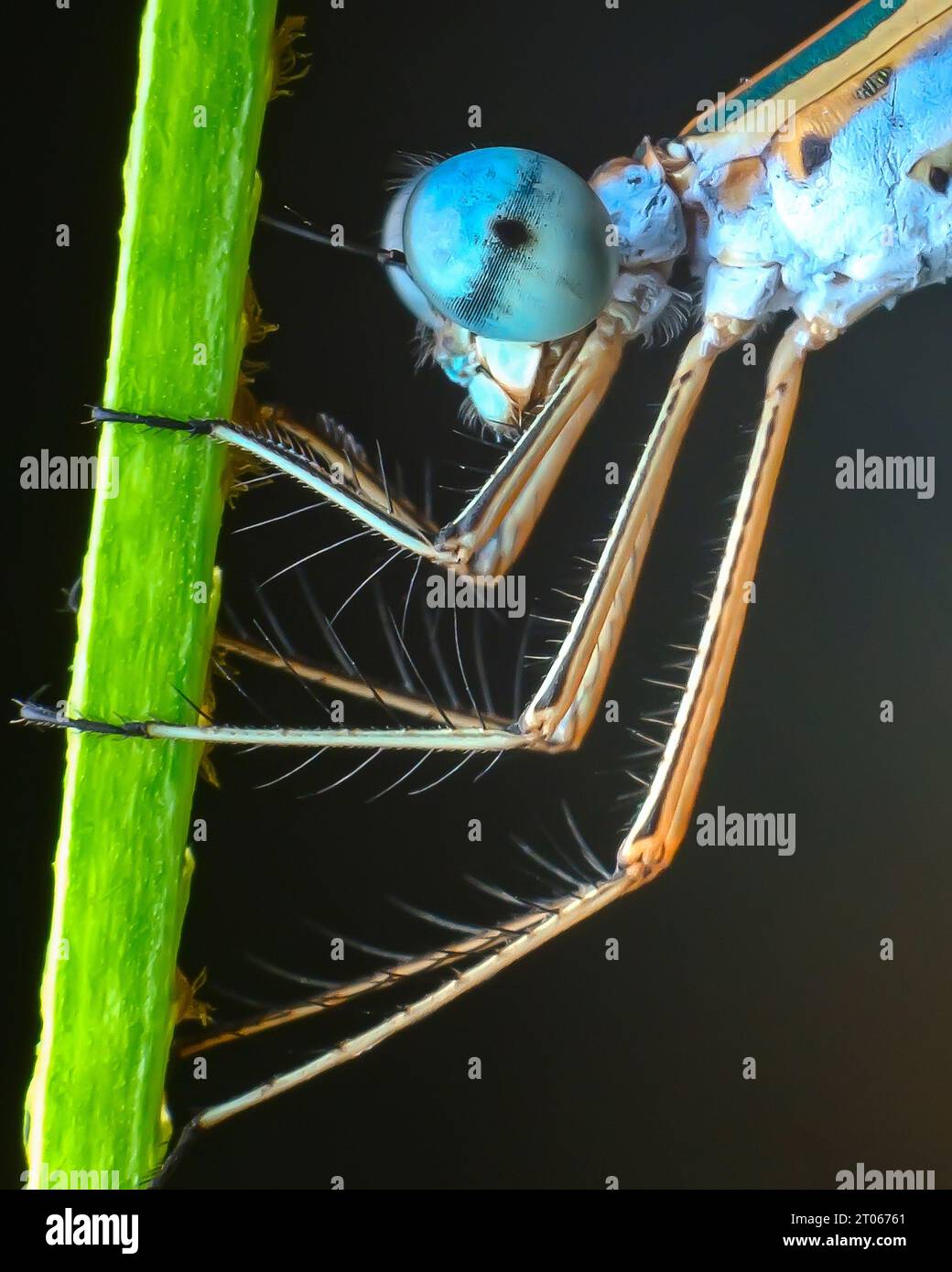 immagine macro estrema della mosca blu damigella Foto Stock