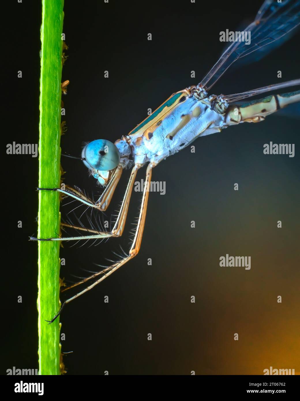 immagine macro estrema della mosca blu damigella Foto Stock