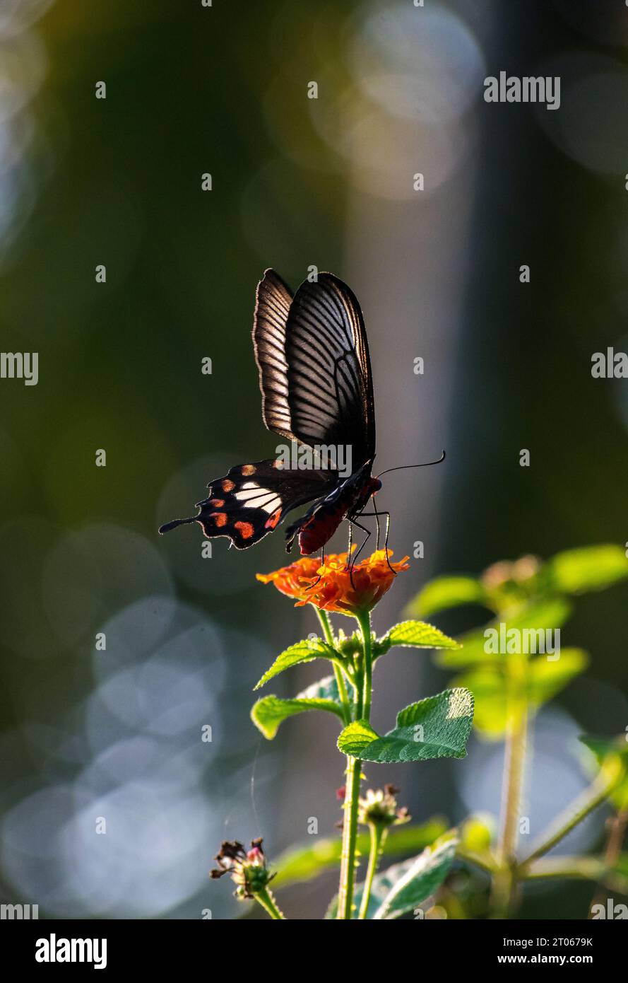 Farfalla nera su un fiore rosso, retroilluminazione Foto Stock