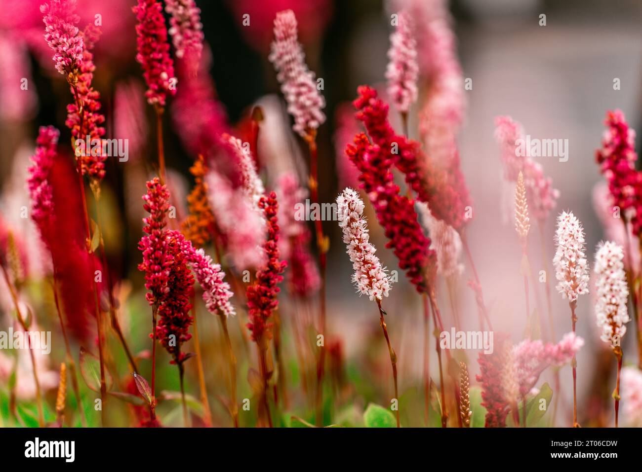 fiori estivi di ametista rossi e suggestivi sbocciano Foto Stock