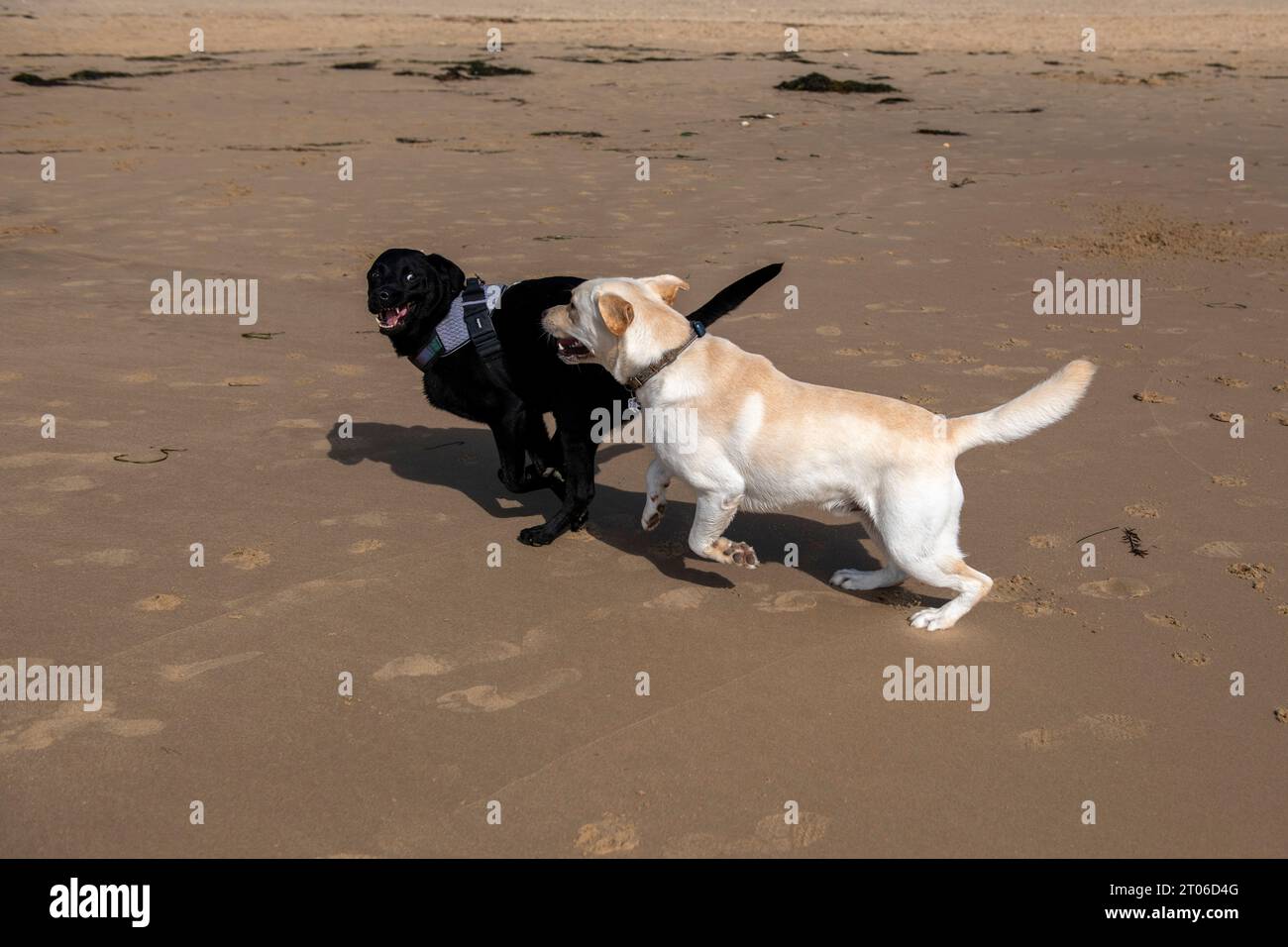 I cani corrono sulla spiaggia di Bournemouth alla fine di settembre 2023 Foto Stock