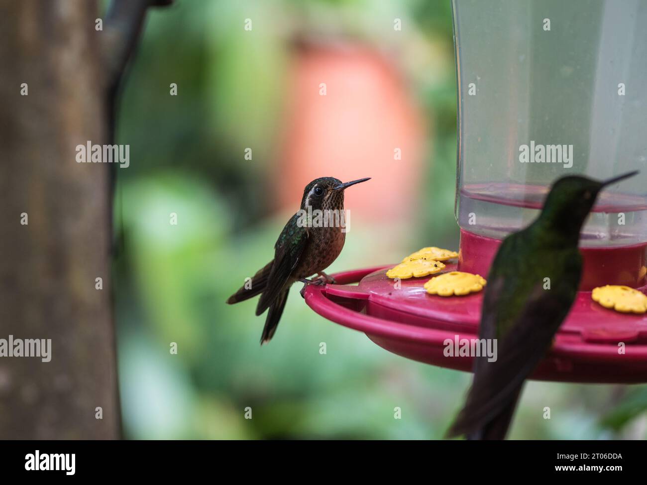 Colibrì macchiato (Adelomyia melanogenys) su un alimentatore in Ecuador Foto Stock