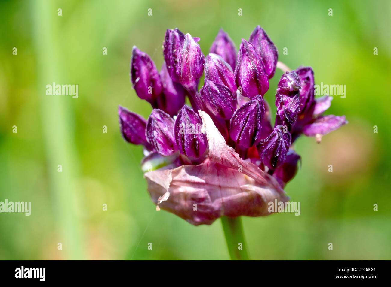 Primo piano di un allium, probabilmente Field Garlic (allium oleraceum), che mostra i fiori viola vagamente impaccati che emergono dalla fodera della carta. Foto Stock