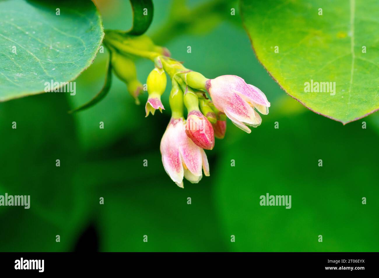 Snowberry (symphoricarpos rivularis), primo piano dei piccoli fiori rosa dell'arbusto comune, trovati in giardini, parchi e naturalizzati allo stato selvatico. Foto Stock