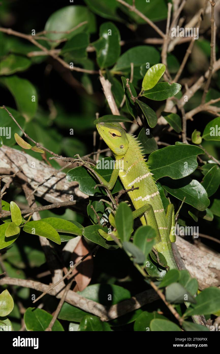 Comune di foresta verde Lizard (Calotes calotes) Foto Stock