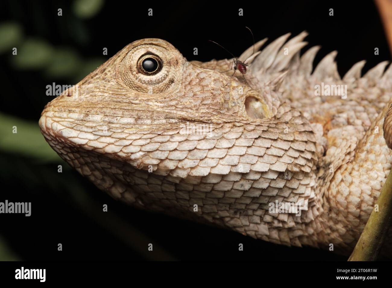Oriental Garden Lizard (Calotes versicolor) Foto Stock