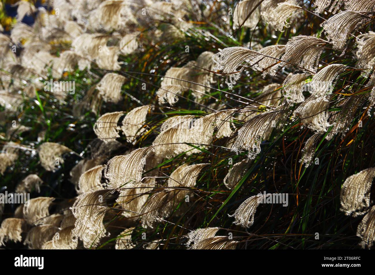 Orecchie di pampa che brillano alla luce del sole Foto Stock