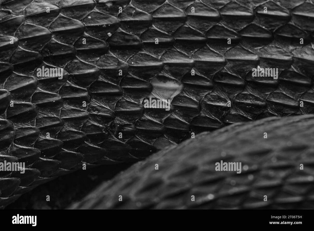 Ceylon Wolf Snake (Lycodon carinatus) Foto Stock