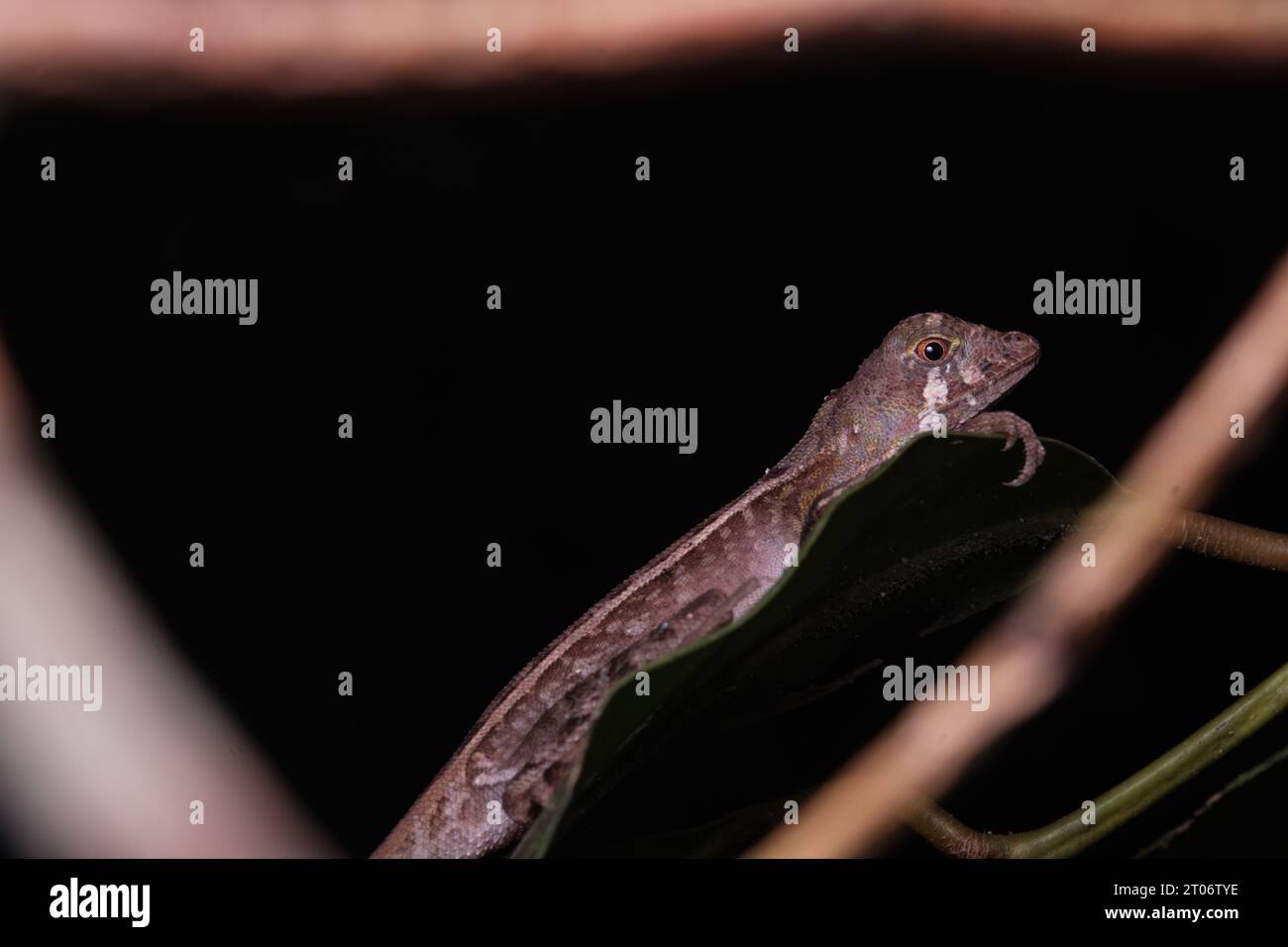 Sri Lanka Kangaroo Lizard (Otocryptis wiegmanni) Foto Stock