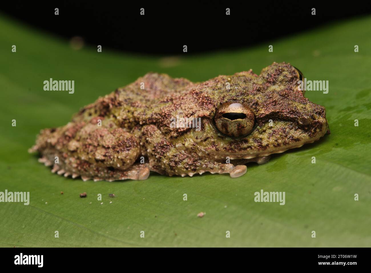 Rana di arbusti snodata (Pseudophilautus cavirostris) Foto Stock