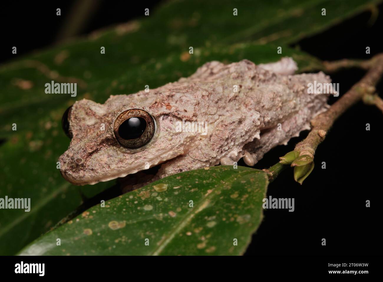 Rana di arbusti snodata (Pseudophilautus cavirostris) Foto Stock