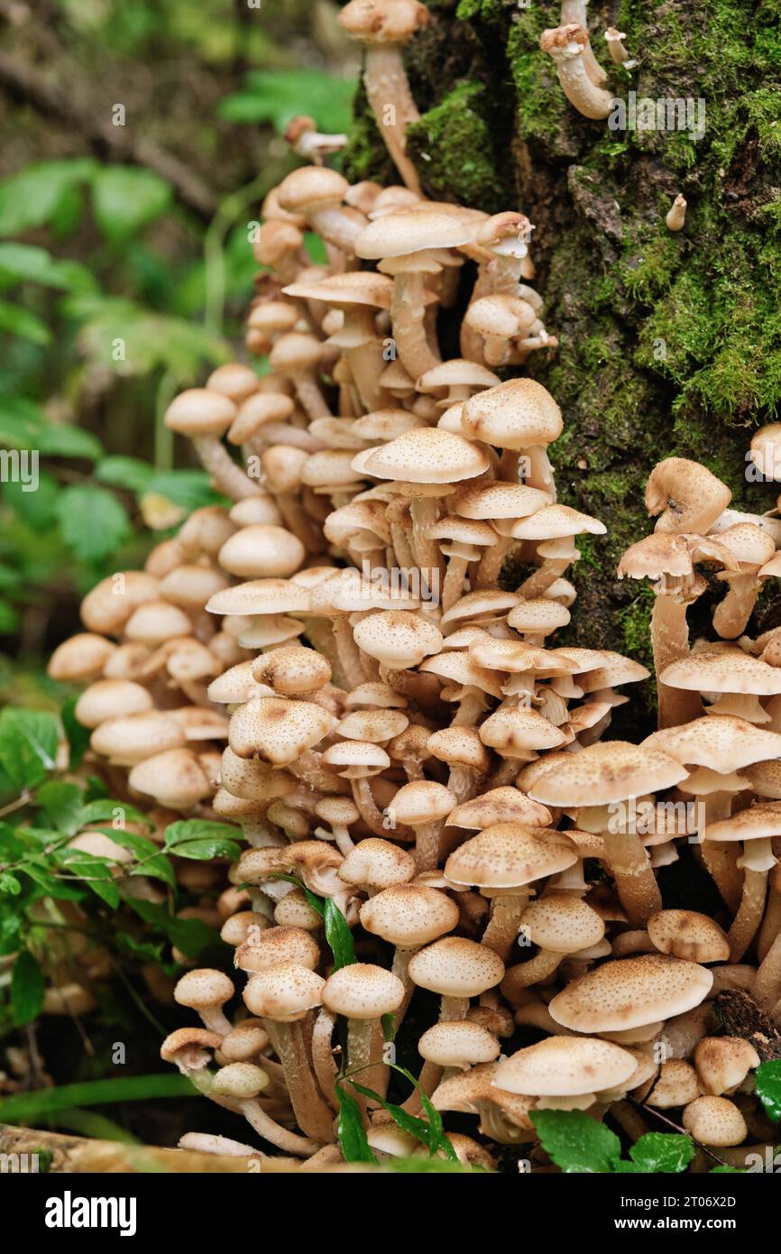 Un grande gruppo di funghi miele cresce sull'albero nella foresta. Funghi commestibili dell'Armillaria mellea. Foto Stock