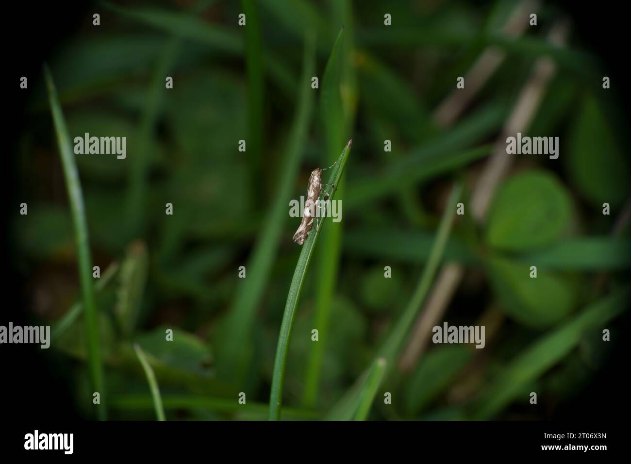 Calybites phasianipennella famiglia Gracillariidae genere Calybites piccola falena snella fotografia della natura selvaggia, foto, carta da parati Foto Stock