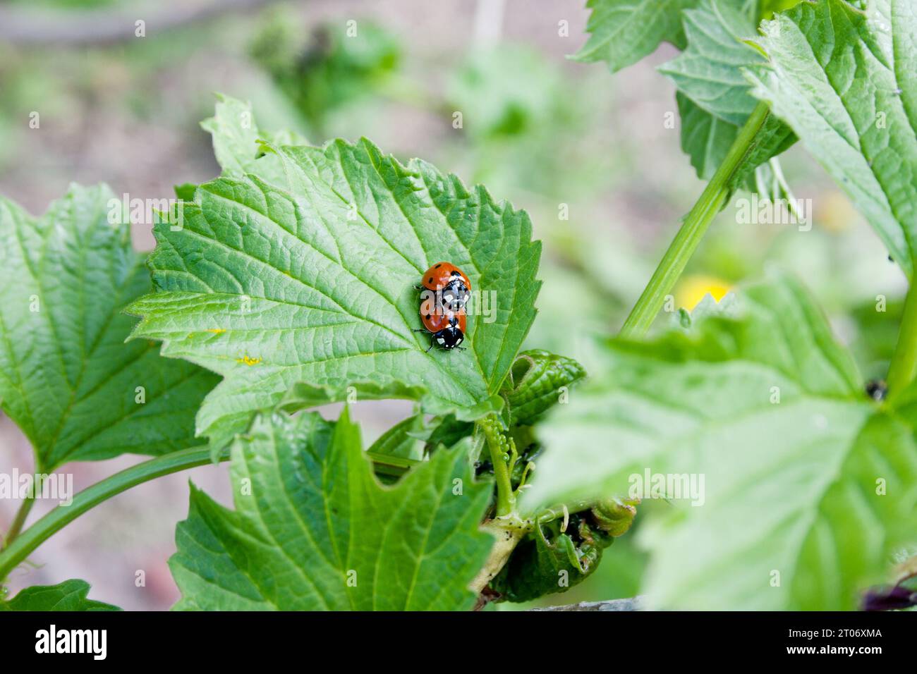 accoppiamento di due coccinelle rosse su una foglia verde. La primavera è tempo di amore e riproduzione. sfondo naturale Foto Stock