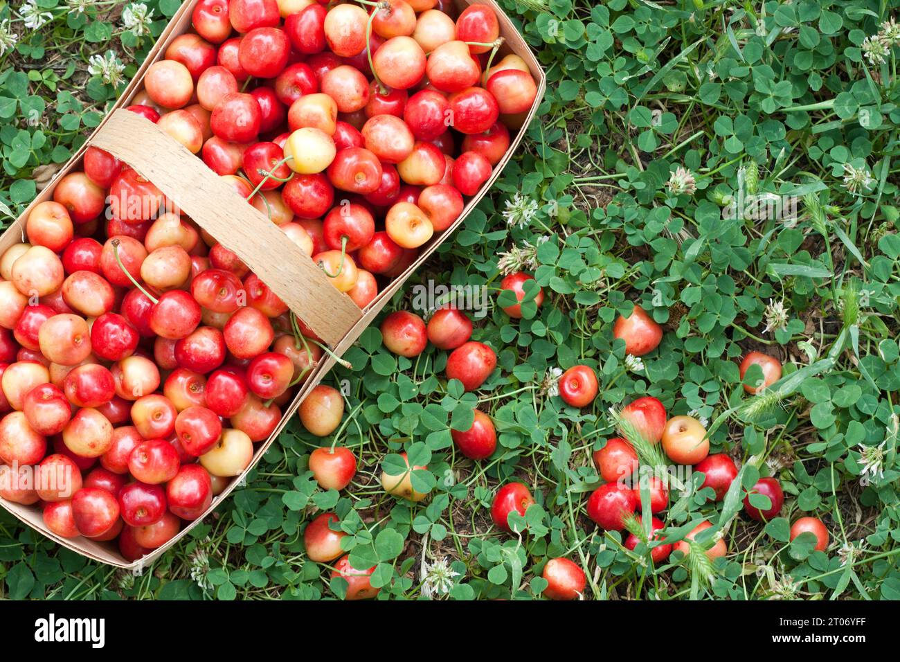 primo piano la vendemmia estiva di ciliegie dolci rosa. cestino con frutti di ciliegio appena raccolti su erba verde. Delizioso, succoso, dolce uccello biologico Foto Stock