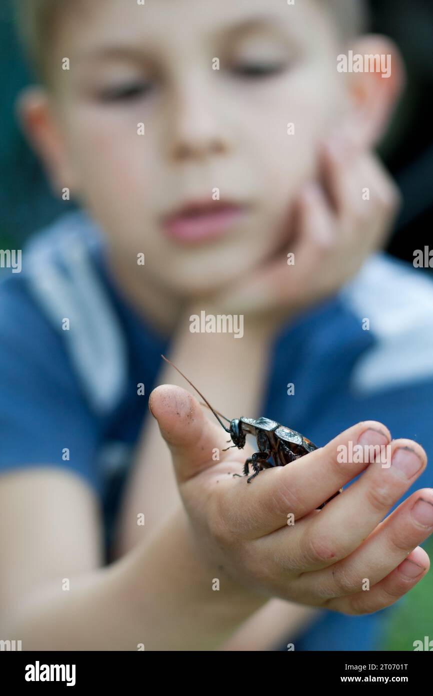 Grande scarafaggio del Madagascar seduto sul palmo di un bambino. Ritratto sfocato di un bambino che tiene in mano un enorme scarafaggio. Messa a fuoco selettiva. Animale esotico. Entomologia. Foto Stock