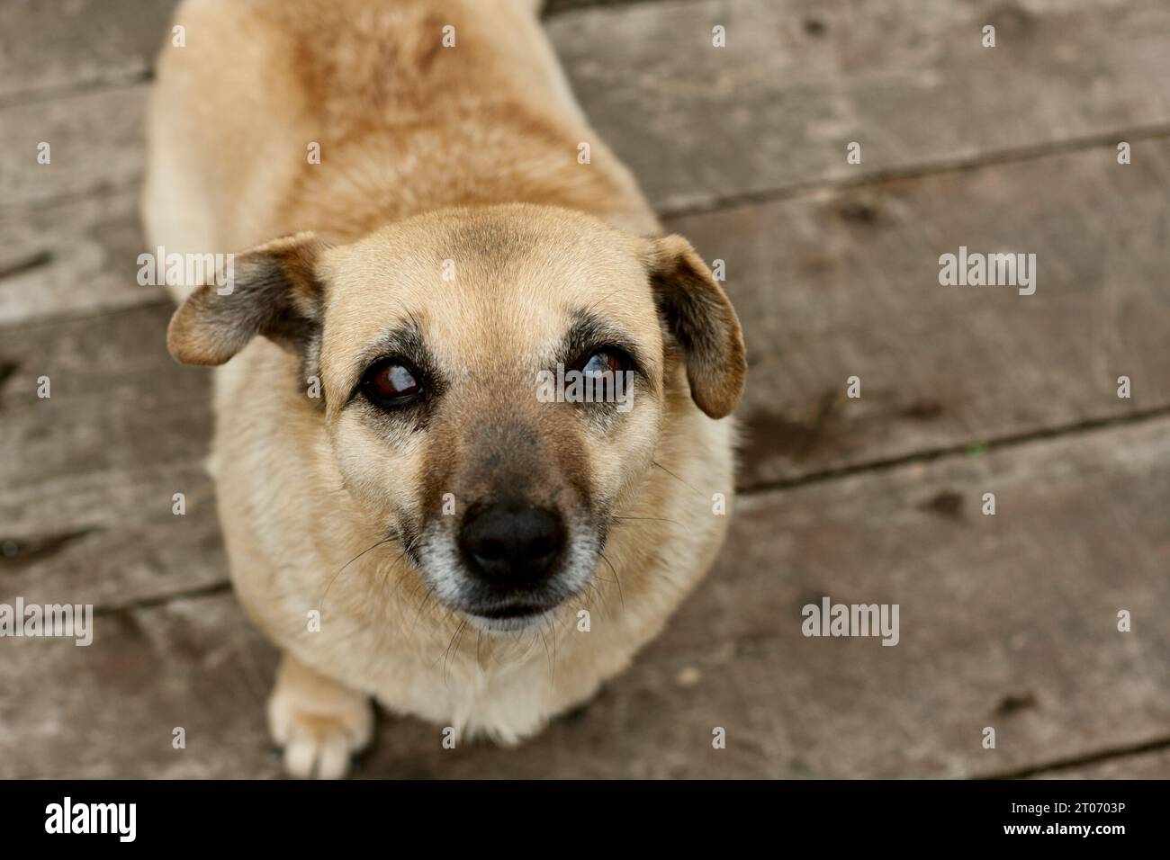 Ritratto di un cane che guarda verso l'alto, le orecchie alzate e ascolta. cane domestico di medie dimensioni seduto su pavimento di legno. Vista dall'alto. giornata mondiale degli animali, mutt nazionali d Foto Stock