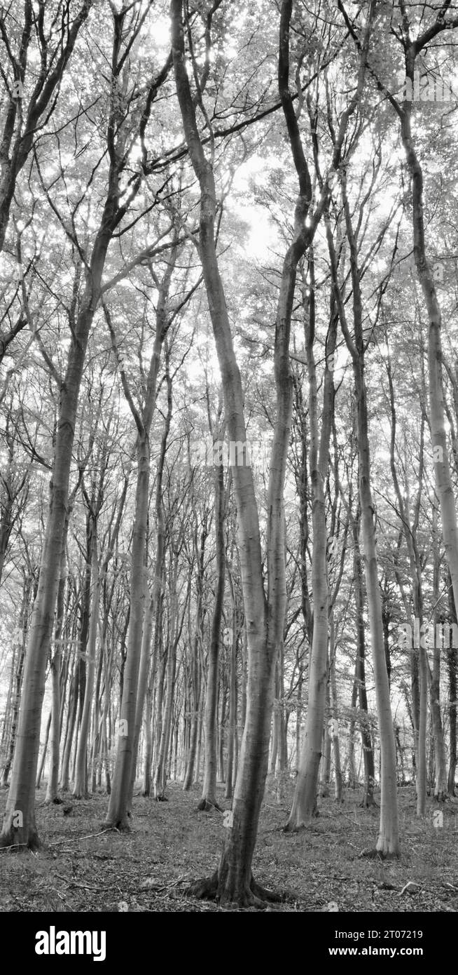 Alberi boschivi con sfocatura crativa e movimento intenzionale della fotocamera Foto Stock