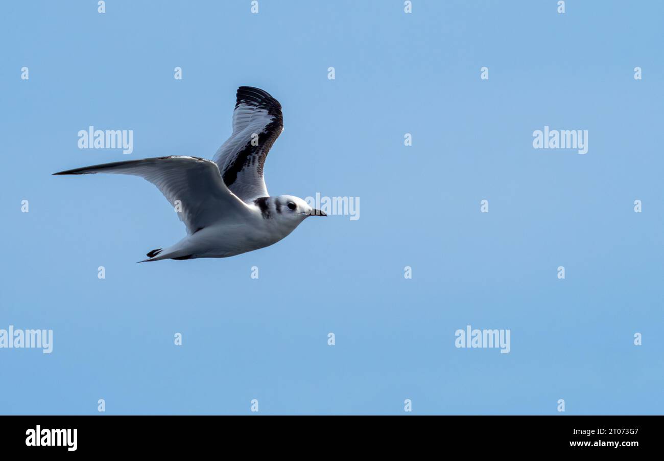 Kittiwake dalle zampe nere nel cielo nel mare tra Groenlandia e Islanda Foto Stock