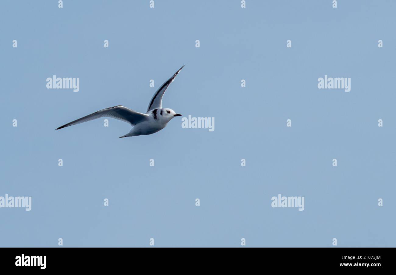 Kittiwake dalle zampe nere nel cielo nel mare tra Groenlandia e Islanda Foto Stock