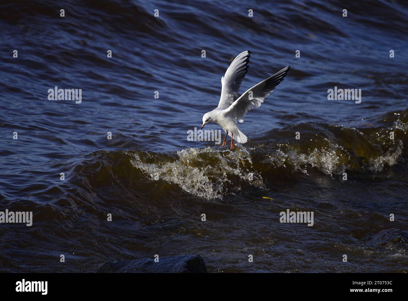 Gabbiano dalla testa nera Chroicocephalus ridibundus Foto Stock