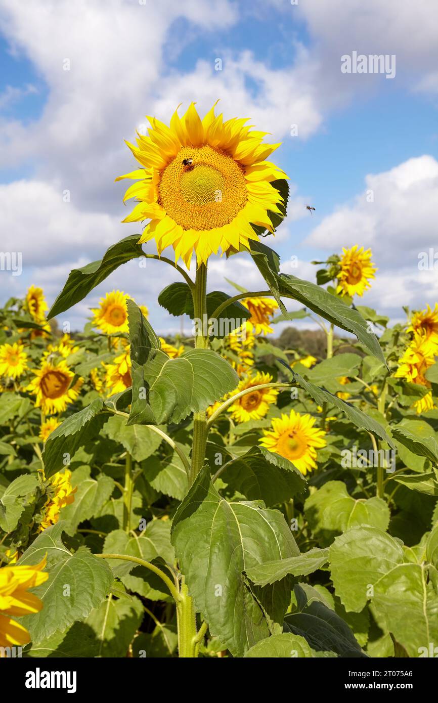 Girasoli contro il cielo, fuoco selettivo. Foto Stock