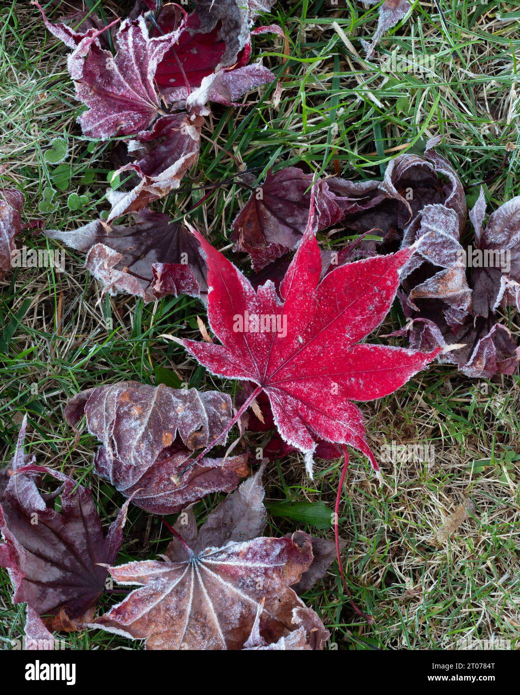 Primo piano di una foglia di acero rosso brillante le punte ricoperte di ghiaccio in erba ricoperta di ghiaccio e circondate da un motivo di foglie congelate morte. Foto Stock