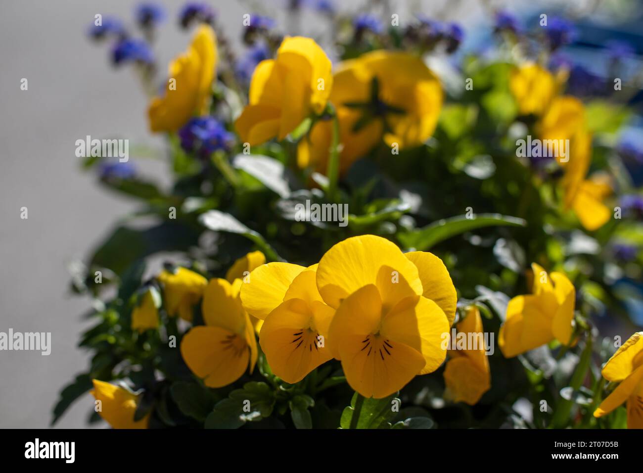 fiori da giardino gialli e viola in una luminosa luce mattutina Foto Stock