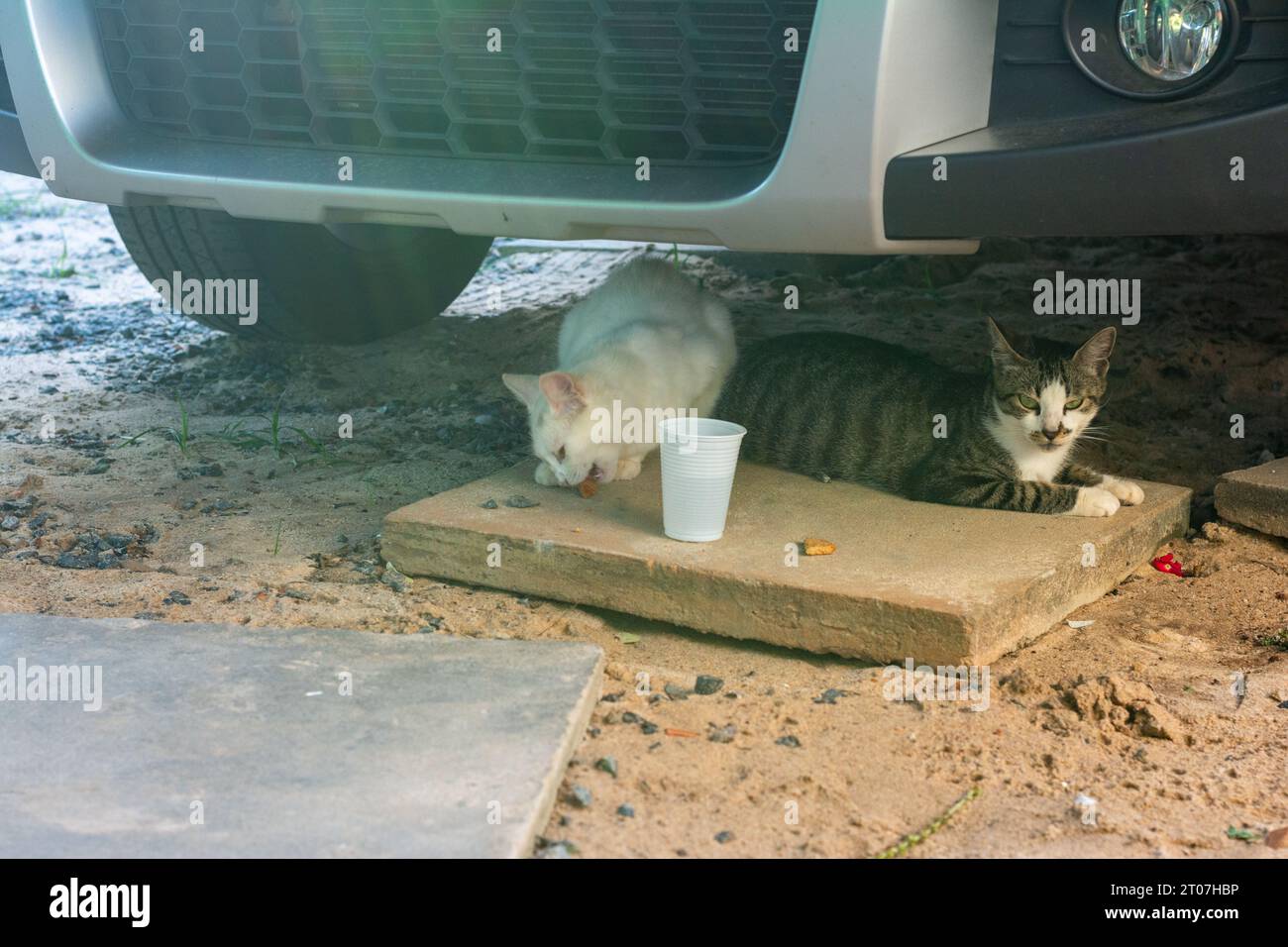 Due gatti che si nascondono sotto una macchina, all'ombra. Divertente animale domestico. Foto Stock
