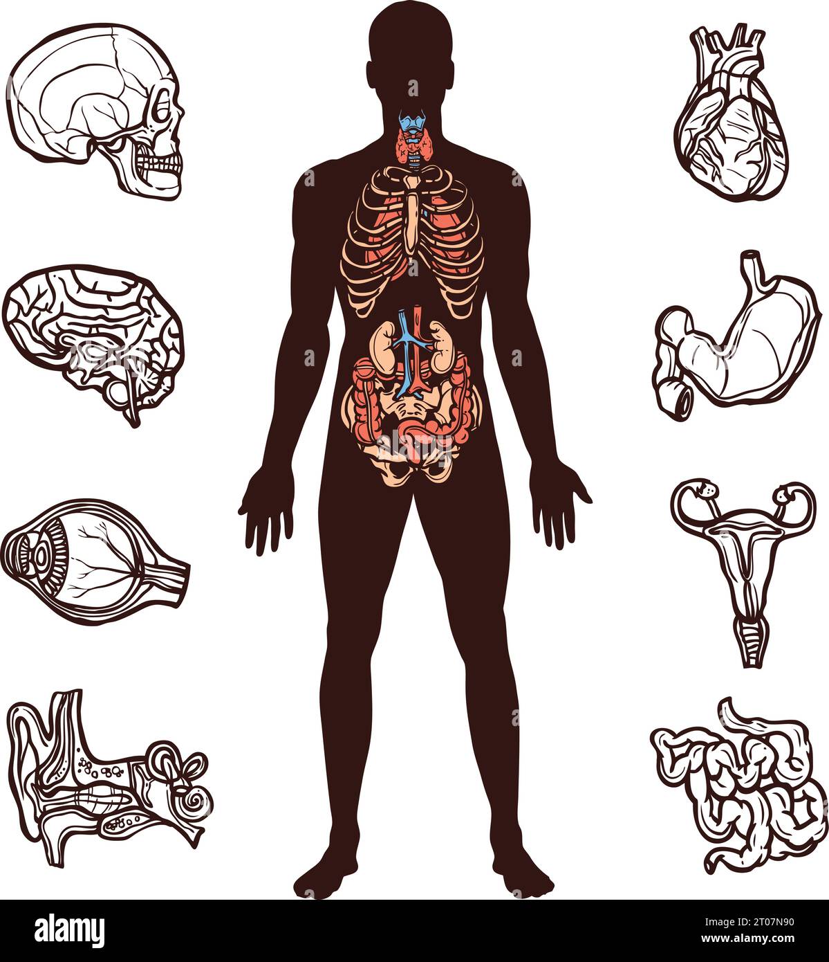 Insieme anatomico con organi interni dello schizzo e illustrazione vettoriale isolata della figura umana Illustrazione Vettoriale