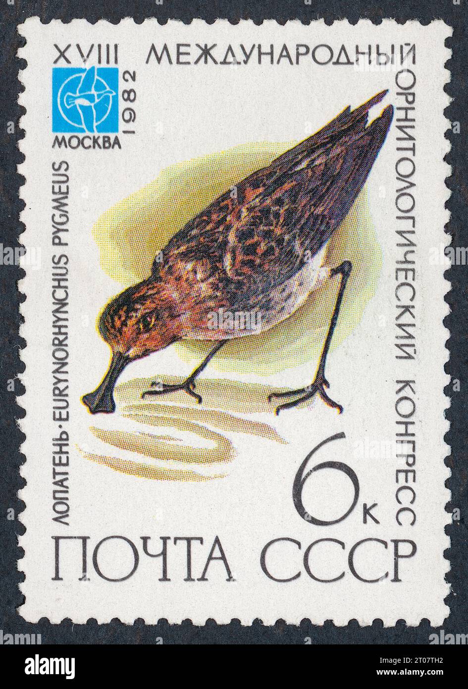 Il piperone a becco di cucchiaio (Eurynorhynchus pygmeus, anche Calidris pygmaea). Francobollo emesso in URSS nel 1982 (XVIII Congresso Ornitologico Internazionale, 1982, Mosca, URSS). "XVIII Международный орнитологический конгресс, 1982" Foto Stock
